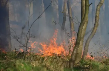 Projev změny klimatu
